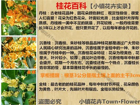 桂花特性|桂花的特点